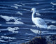 Snowy Egret Wall Decal