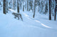 Northern Winter Wall Decal