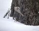 Brown Creeper Wall Decal