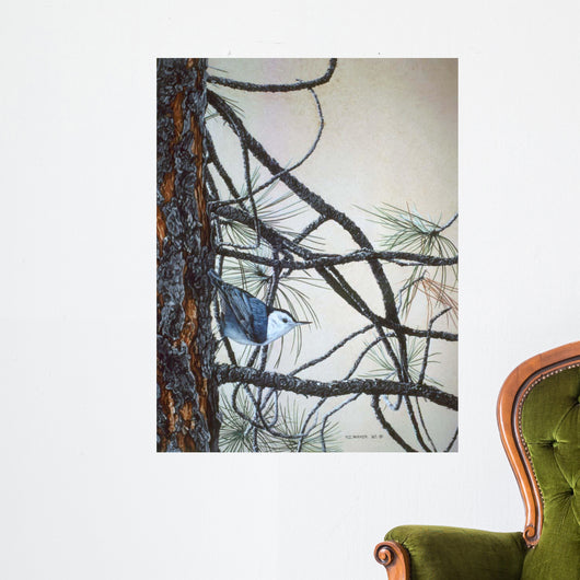 White Breasted Nuthatch Wall Decal