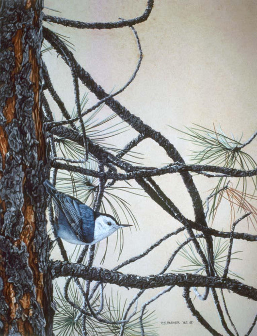 White Breasted Nuthatch Wall Decal