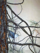 White Breasted Nuthatch Wall Decal