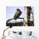 Red Tailed Hawk Wall Decal