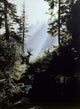 Edge Forest Wall Decal