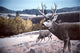 Mule Deer Aspen Wall Decal