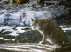 Bobcat Wall Decal