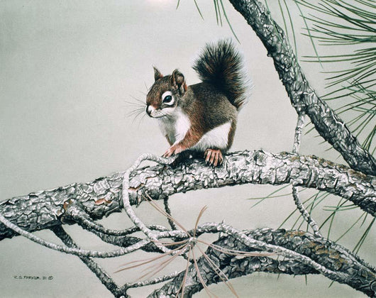 Red Squirrel Wall Decal
