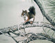 Red Squirrel Wall Decal
