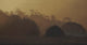 Golden Mist Wall Decal