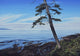Pacific Shore Wall Decal