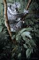 Eucalyptus Climber Wall Decal
