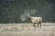 Early Snowfall Wall Decal