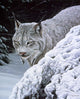 Behind Hemlock Lynx Wall Decal