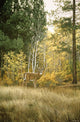 Autumn Aspen - White Tailed Deer Wall Mural