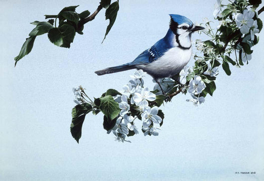 Apple Blossoms and BluJay Wall Decal