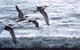 Above Waves Common Terns Wall Decal
