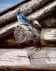 Weathered Wood Wall Decal