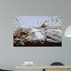 White Crowned Sparrow Wall Decal