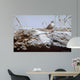 White Crowned Sparrow Wall Decal