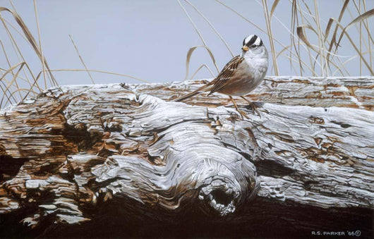 White Crowned Sparrow Wall Decal