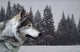 Wolf Portrait Wall Decal