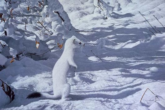 Winter Cloak Ermine Wall Decal