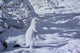 Winter Cloak Ermine Wall Decal