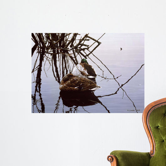 Still Water Mallards Wall Decal