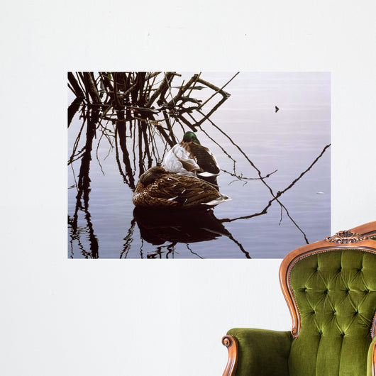 Still Water Mallards Wall Decal