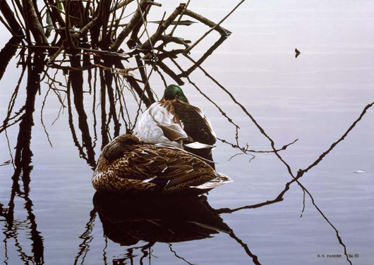 Still Water Mallards Wall Decal