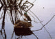 Still Water Mallards Wall Decal