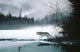 Spring Mist Gray Wolf Wall Mural
