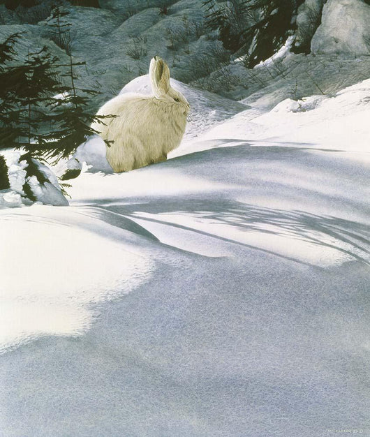 Snow Shoe Hare Wall Decal
