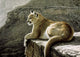 Rimrock Cougar Wall Decal