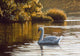 Morning Lagoon Mute Swan Wall Decal