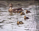 Mallard Family Wall Decal