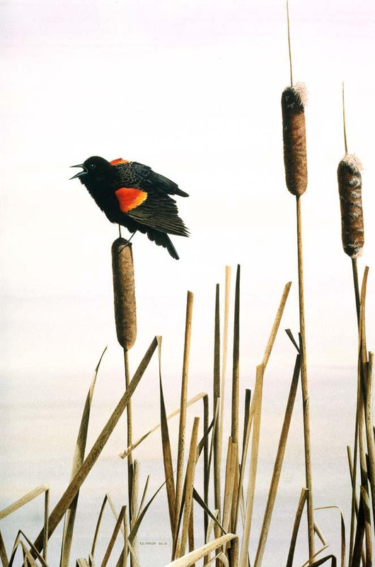 Early Arrival- Red- Winged Wall Decal