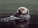 Just Resting Sea Otter Wall Decal