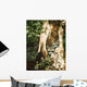 Raccoon Pair Wall Decal