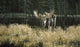Autumn Foraging Moose Wall Decal