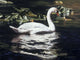 Mute Swan and Lily Wall Decal