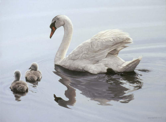 Mute Swan and Two Wall Decal
