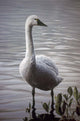 Waters Edge Wall Decal