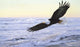 Ocean Dawn Eagle Wall Mural