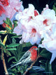 Housefinch and Rhododendron Wall Decal