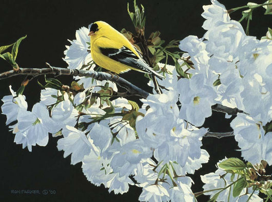Goldfinch and Blossoms Wall Decal