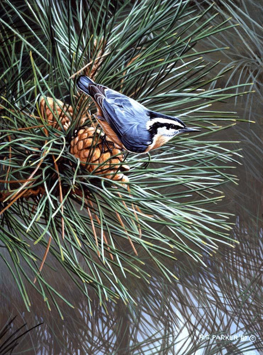 Nuthatch Pine Cone Wall Decal