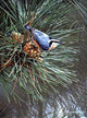 Nuthatch Pine Cone Wall Decal