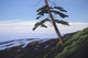 Western Shore Wall Decal