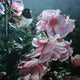 Junco and Camelia Wall Decal